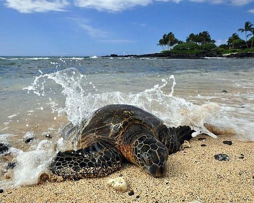 best captain cook snorkeling tour