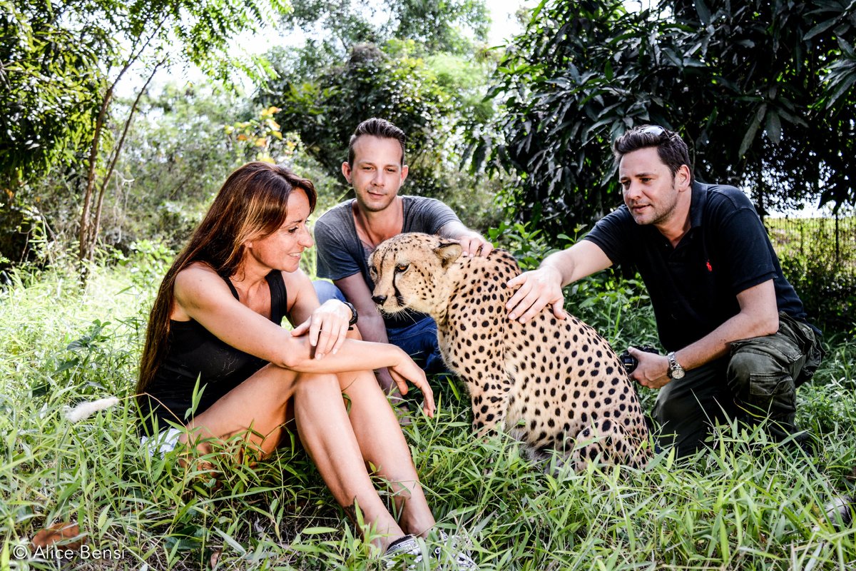 Several people petting a cheetah