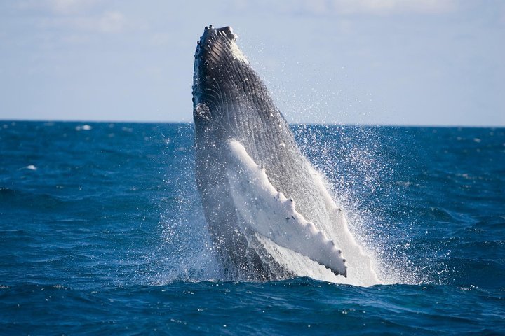 2024 Whale-Watching and Orange County Beaches Tour from Anaheim