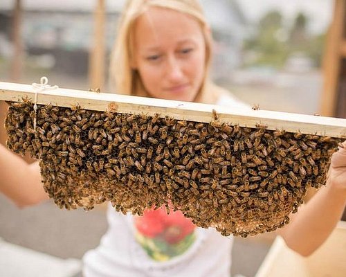 food tours in hawaii