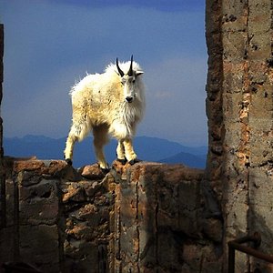 are dogs allowed on mt evans