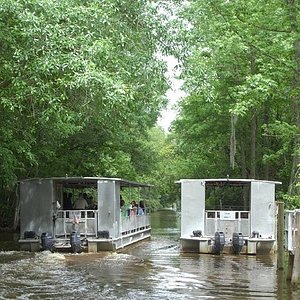 Zam's Bayou Swamp Tours image