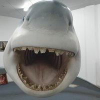 Great White Shark Replica (Streaky Bay): All You Need to Know