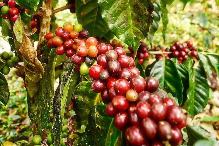 2023 Coffee plantation at Fusagasuga from Bogota Private Tour ALL INCLUDED