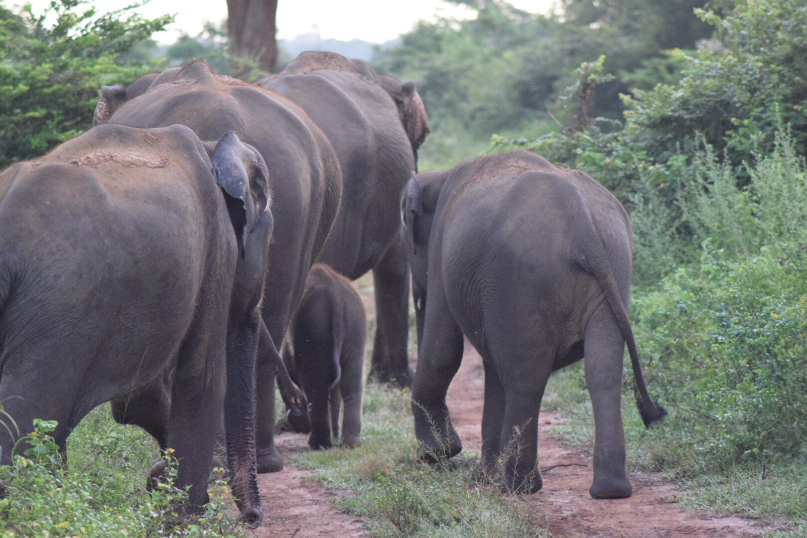 PRASANNA SAFARI UDAWALAWE (Udawalawe National Park) - All You Need To ...