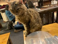 angry kitty - Picture of Cat Cafe Calico Shinjuku, Kabukicho - Tripadvisor