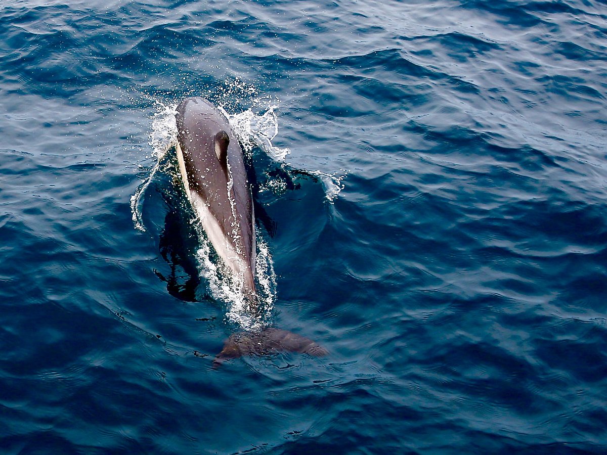 tauranga dolphin tours