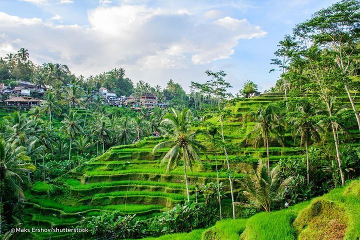 2023 Ubud Tour - Best of Ubud - All Inclusive