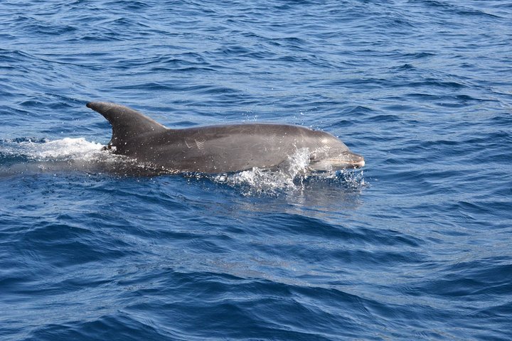 2024 Dolphin's Watching Martinique provided by KairiDream