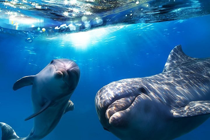Ambassadeur Literatuur verdund Tripadvisor | 2 uur dolfijnen en walvissen spotten in Gran Canaria  aangeboden door Vimotions | Spanje