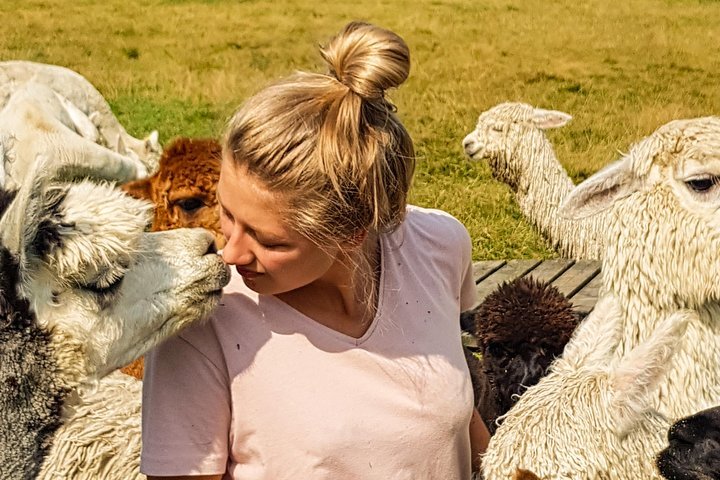 2024 Alpaca Experience trek around our farm then meet the alpacas