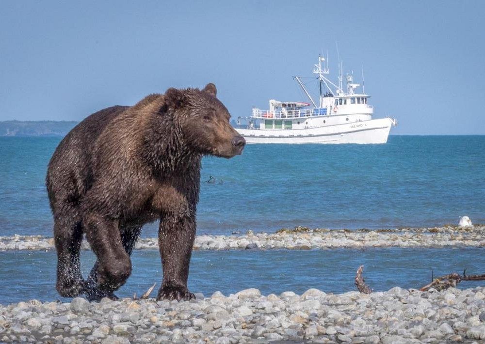 holland america kodiak excursions