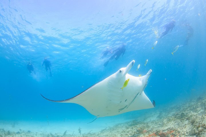 Ningaloo Reef Dive All You Need to Know BEFORE You Go with Photos