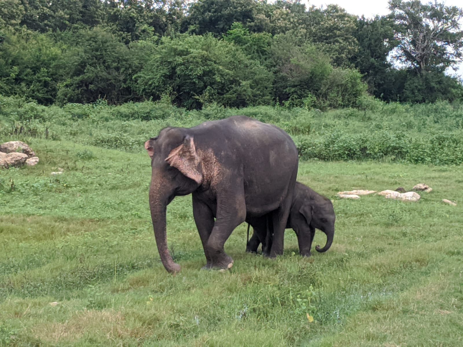 MINNERIYA NATIONAL PARK ELEPHANT WATCHING JEEP SAFARI (Habarana) - 2023 ...