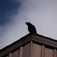 A raven