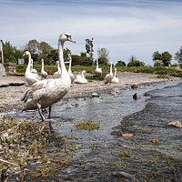 The Swans