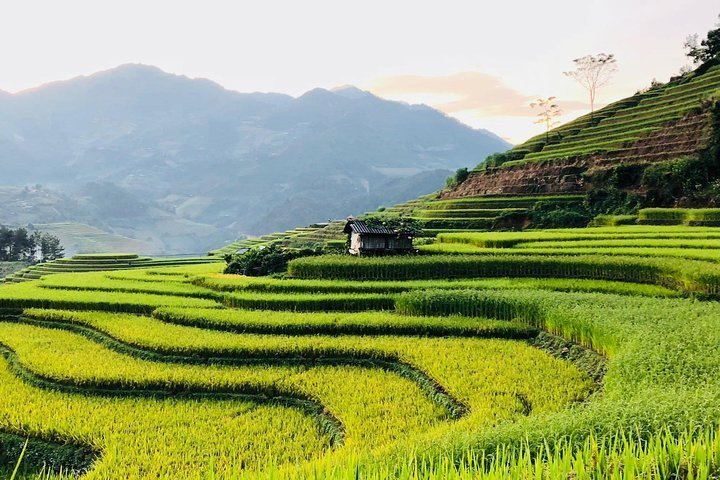 2023 Trekking Sapa 1 Day The Best Terraced Rice Field