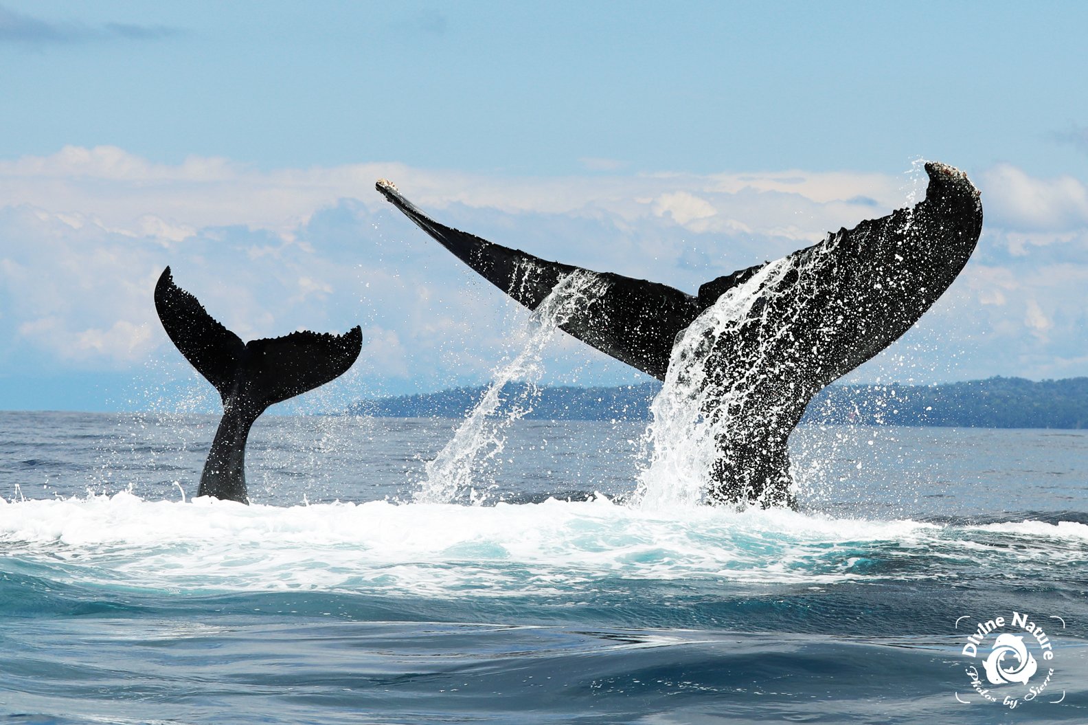 Whale Tail Booty