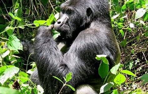 A gorilla in the Mount Mhgahinga Park Uganda feeding it's self on medicinal tree leaves