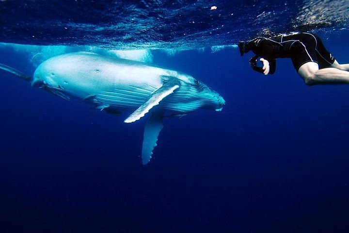 whale watching tours grand turk