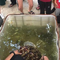 CHERATING TURTLE SANCTUARY - All You Need to Know BEFORE You Go