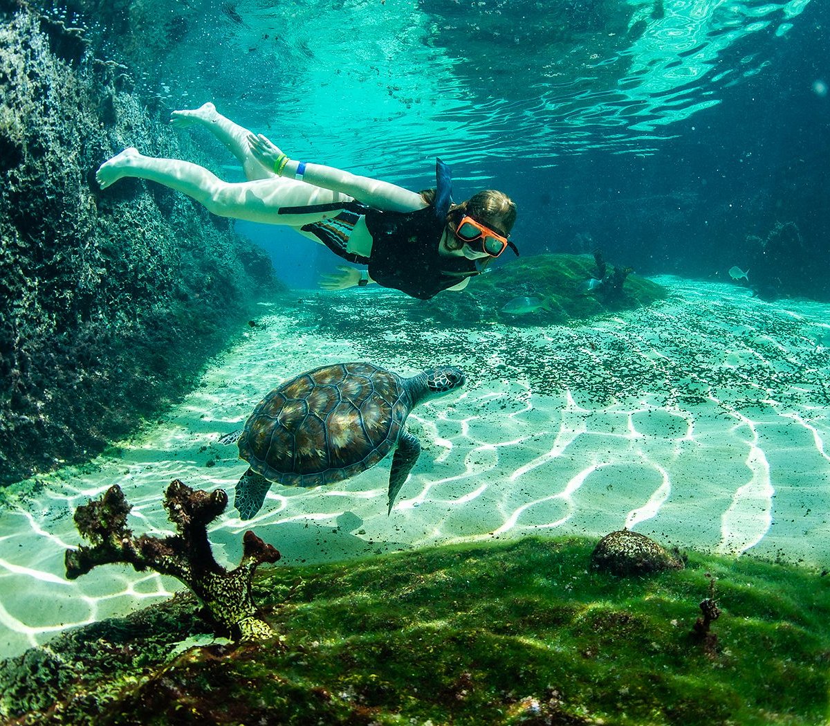 Cayman Turtle Centre: Island Wildlife Encounter, Уест-Бей: лучшие советы  перед посещением - Tripadvisor