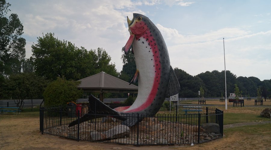 The Big Trout - Adaminaby NSW