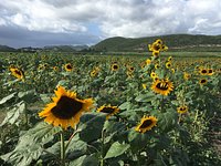 Finca El Girasol (Guanica) - 2023 Lo que se debe saber antes de viajar -  Tripadvisor