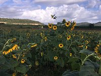 Finca El Girasol (Guanica) - 2023 Lo que se debe saber antes de viajar -  Tripadvisor