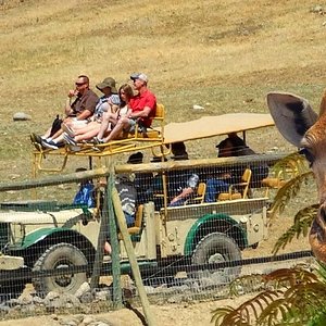 safari west discount tickets