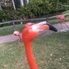 Nattydonny
