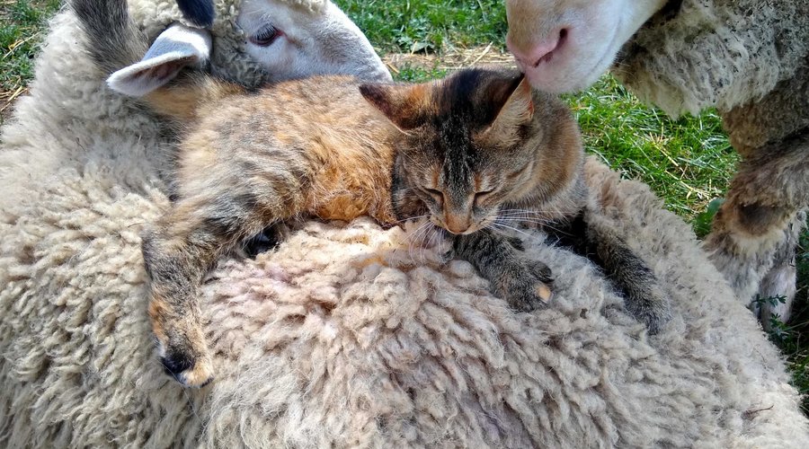 The animals on the Farm are friends. 