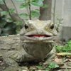 Grumpy Dragon 63