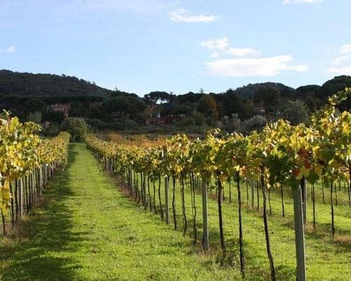 the old frascati wine tour