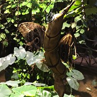 Fjarilshuset (Butterfly House) (Stockholm) - All You Need to Know ...