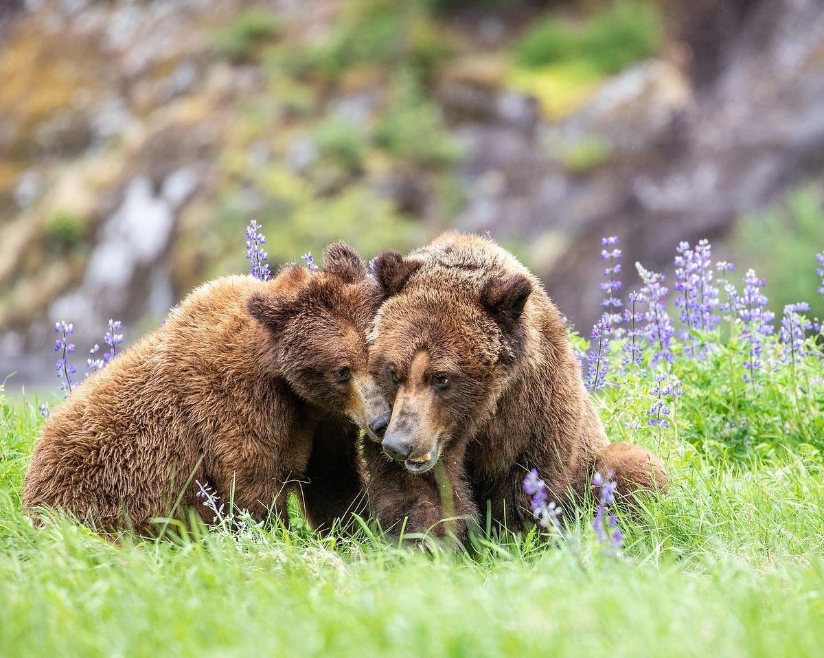 SPIRIT BEAR LODGE (Klemtu) - отзывы и фото - Tripadvisor