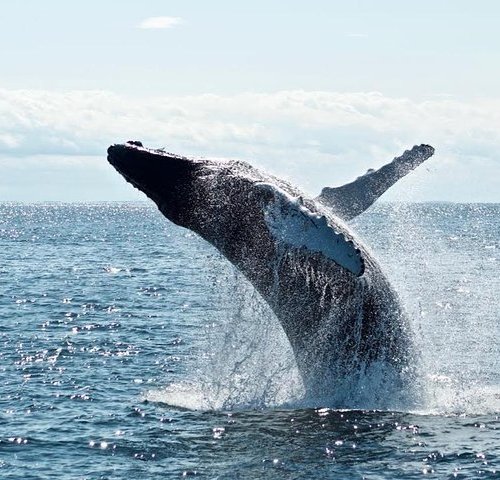 THE 10 BEST Oahu Dolphin & Whale Watching Tours (Updated 2024)