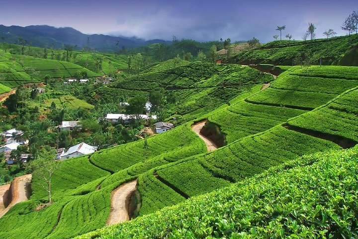 2023 Nuwara Eliya Tea Factory Tour - Explore Tea Garden