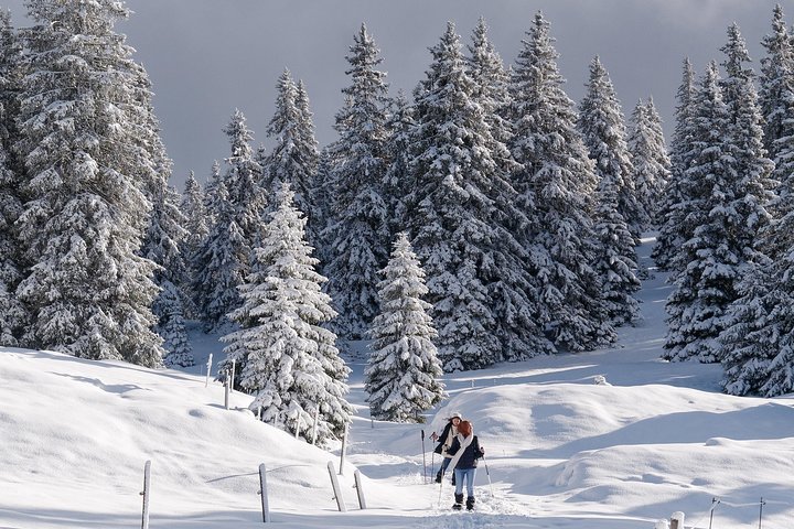 2024 Geneva Snowshoeing With A Dog In Mountains   Caption 