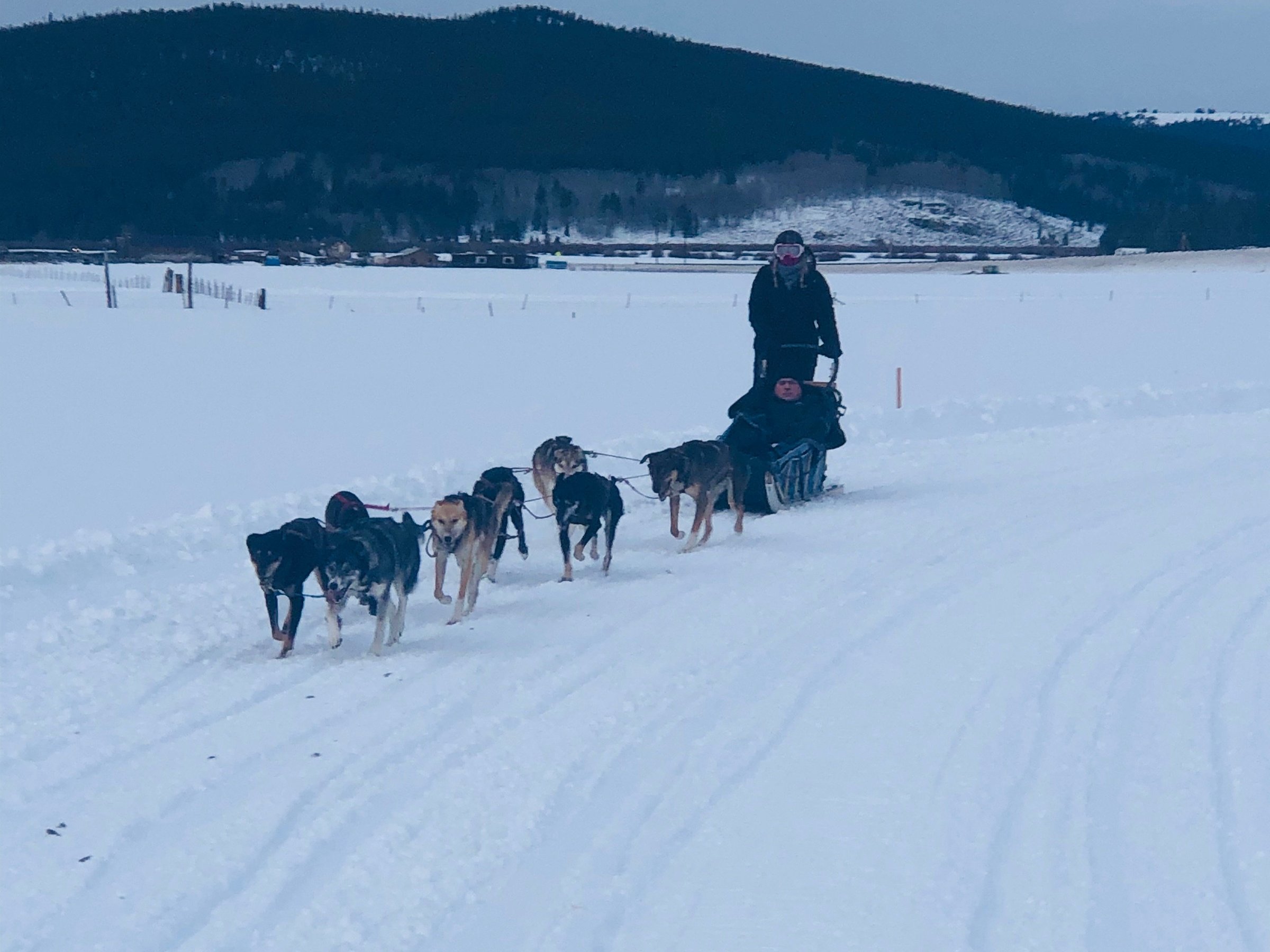 Dog Sledding in Summit County - All You Need to Know BEFORE You Go (2024)