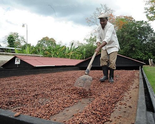 hands on sustainable dominican coffee experience｜TikTok Search