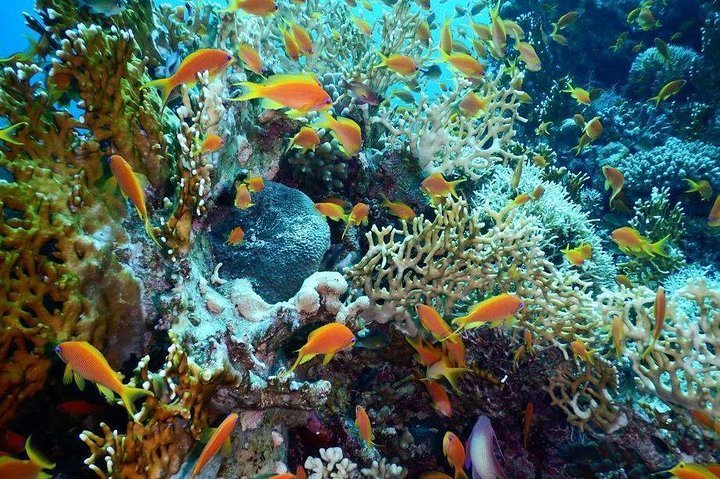 2023 Red Sea Diving Trip from Hurghada: Beginner to Advanced Divers