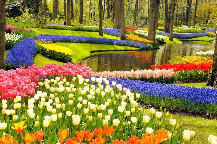 2024 Private Tour To The Keukenhof Provided By Rudy S Taxi Company   Caption 