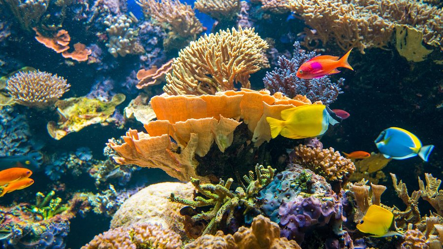 Tropical Corals