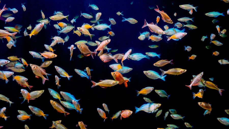 Tropical Fish
