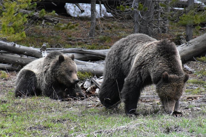 2023 Yellowstone Western Tours