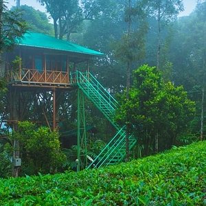 Deep Forest Stay Reserve Topslip Wild Life, Forest Stay In Tree Top  Anamalai Tiger Reserve