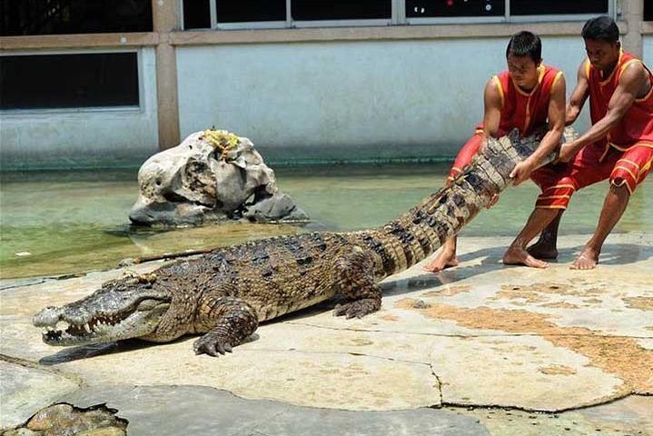 2024 Samutprakan Crocodile Farm With Transfers In Bangkok