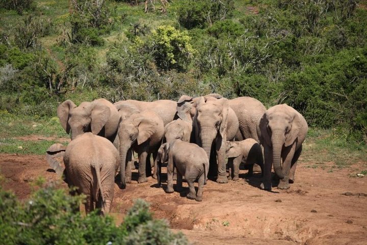 2024 Port Elizabeth Shore Excursion: Addo Elephant Full Day Safari ...