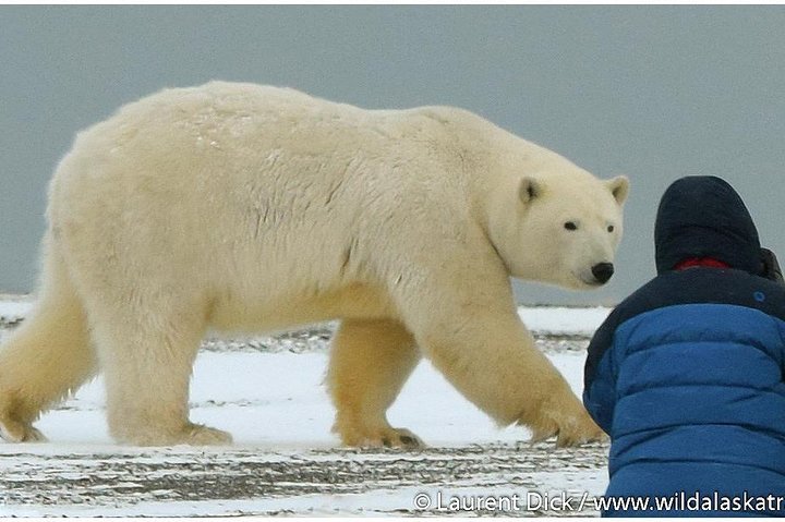 アラスカシロクマとノーザンライツツアー | フェアバンクス